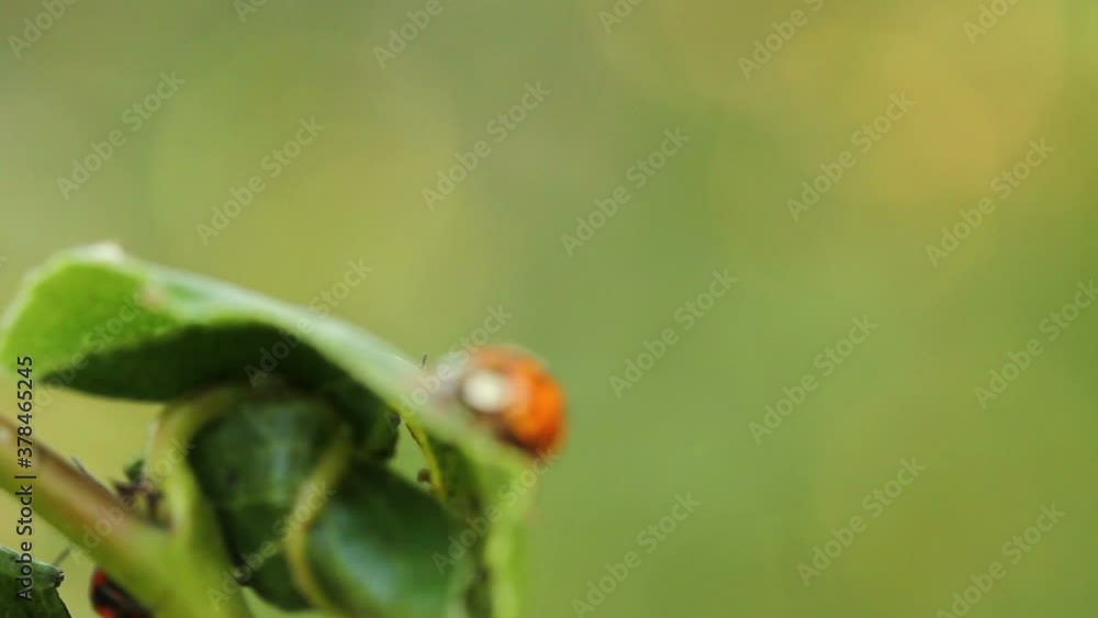 ladybug crawling on a pear tree branch ladybug crawling on a pear tree branch