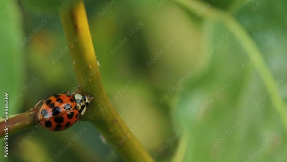 ladybug crawling on a pear tree branch ladybug crawling on a pear tree branch