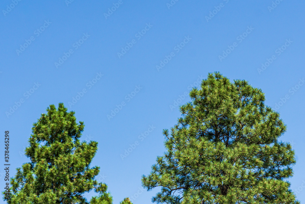 Beautiful green trees under blue clear sky Beautiful green trees under blue clear sky