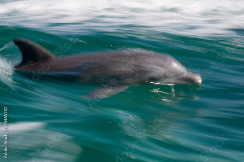 Bottlenose Dolphin  Grand Bahama Island  Bahamas