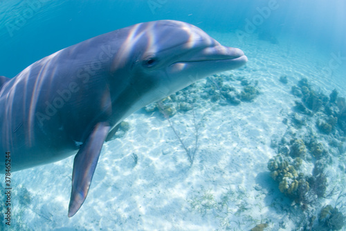 Bottlenose Dolphin  Grand Bahama Island  Bahamas