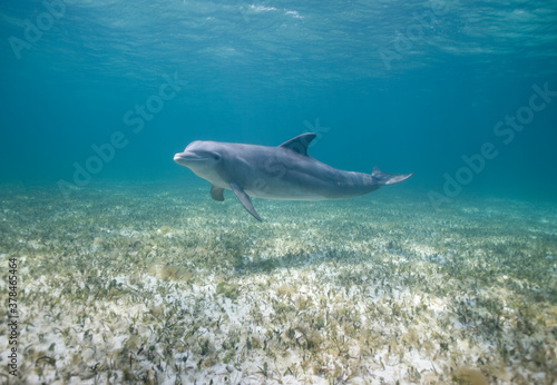 Bottlenose Dolphin  Grand Bahama Island  Bahamas
