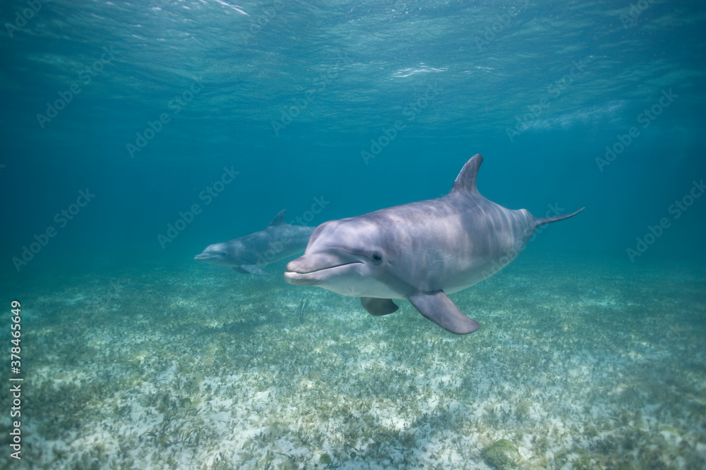 Obraz premium Bottlenose Dolphins, Grand Bahama Island, Bahamas