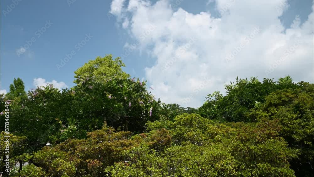 晴れた空のもとで、そよ風に揺れる藤の木 晴れた空のもとで、そよ風に揺れる藤の木