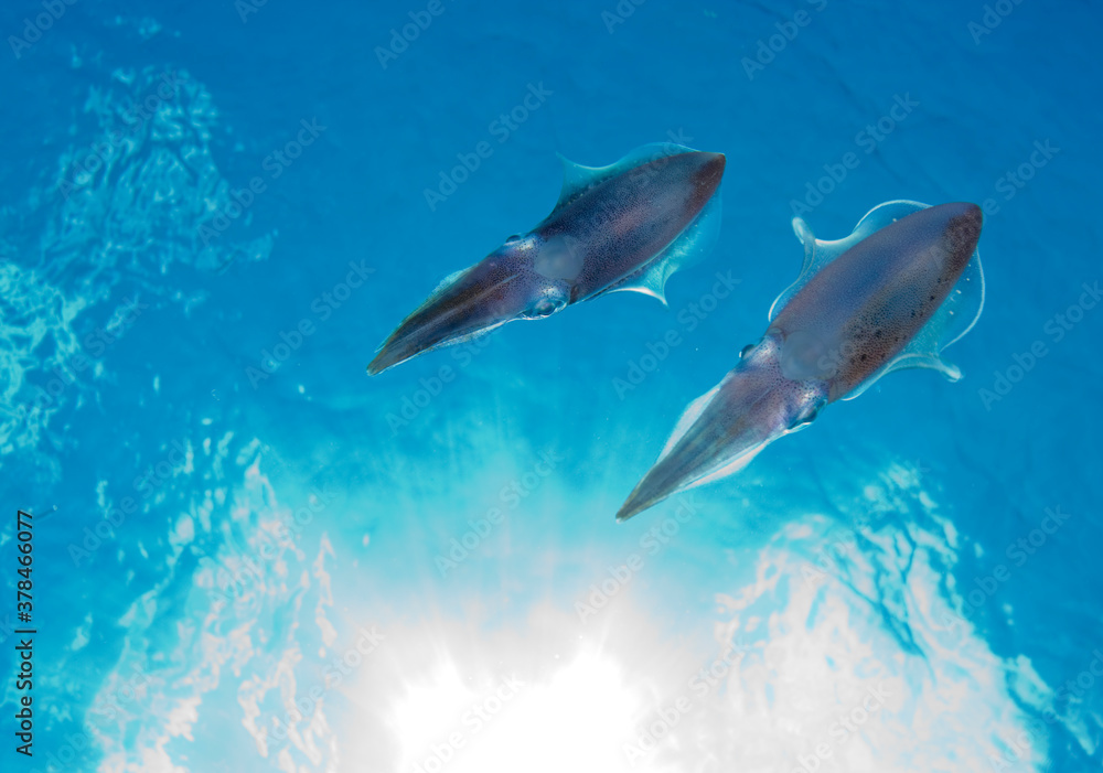 Obraz premium Caribbean Reef Squid, Cayman Islands