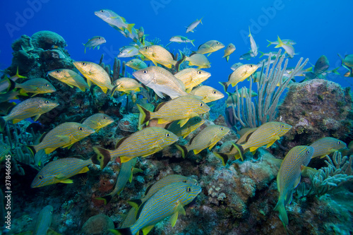 Blue Striped Grunt Tropical Fish, Little Cayman Island