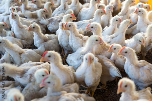 Group of healthy broiler chicken in poultry