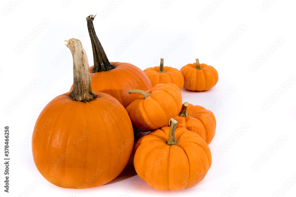 a pile of small decorative pumpkins isolated on white a pile of small decorative pumpkins isolated on white