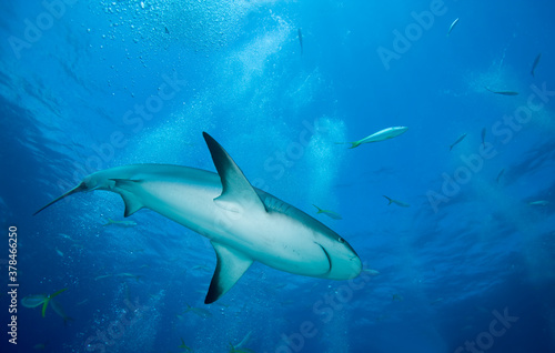 Caribbean Reef Shark  New Providence Island  Bahamas