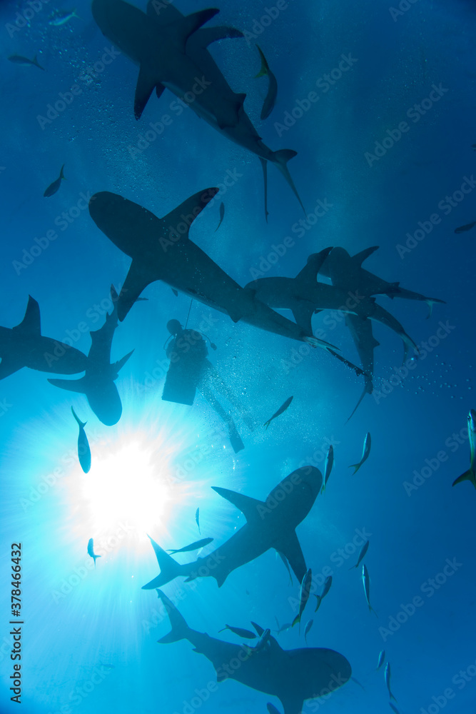 Fototapeta premium Scuba Diver and Caribbean Reef Sharks, New Providence Island, Bahamas