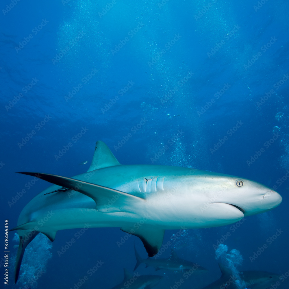 Fototapeta premium Caribbean Reef Sharks, New Providence Island, Bahamas