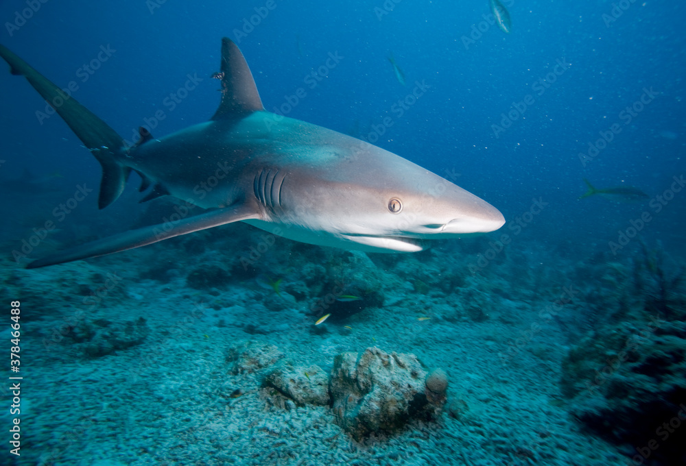 Fototapeta premium Caribbean Reef Shark, New Providence Island, Bahamas