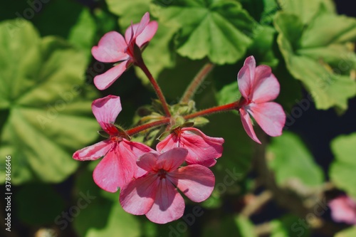 Flores de color rosa en conjunto con hojas de color verde.