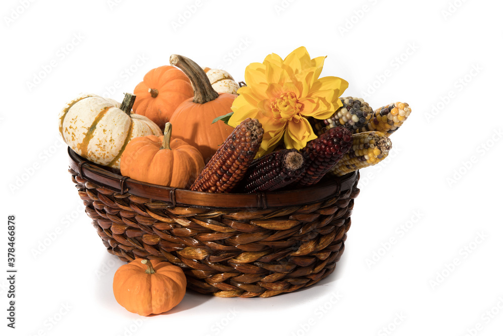 pumpkins and maize corn in a wicker basket as Thanksgiving table decoration isolated on white