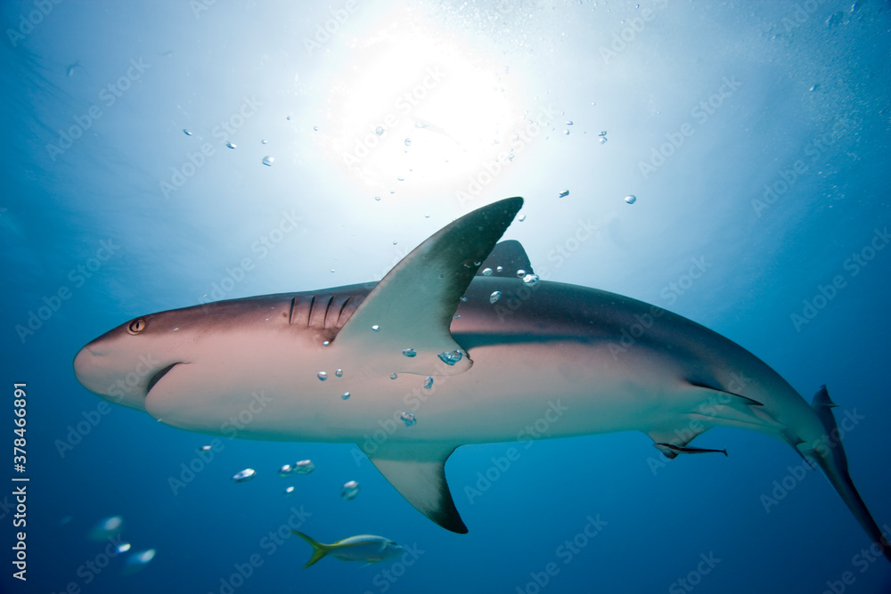 Fototapeta premium Caribbean Reef Shark, Grand Bahama Island, Bahamas