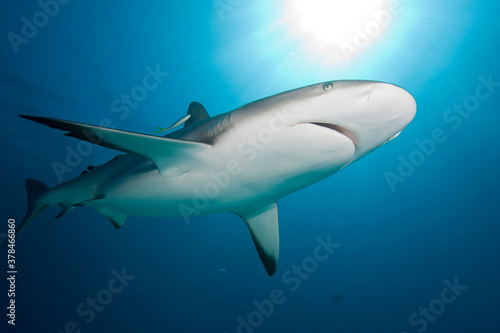 Caribbean Reef Shark, Grand Bahama Island, Bahamas © Paul