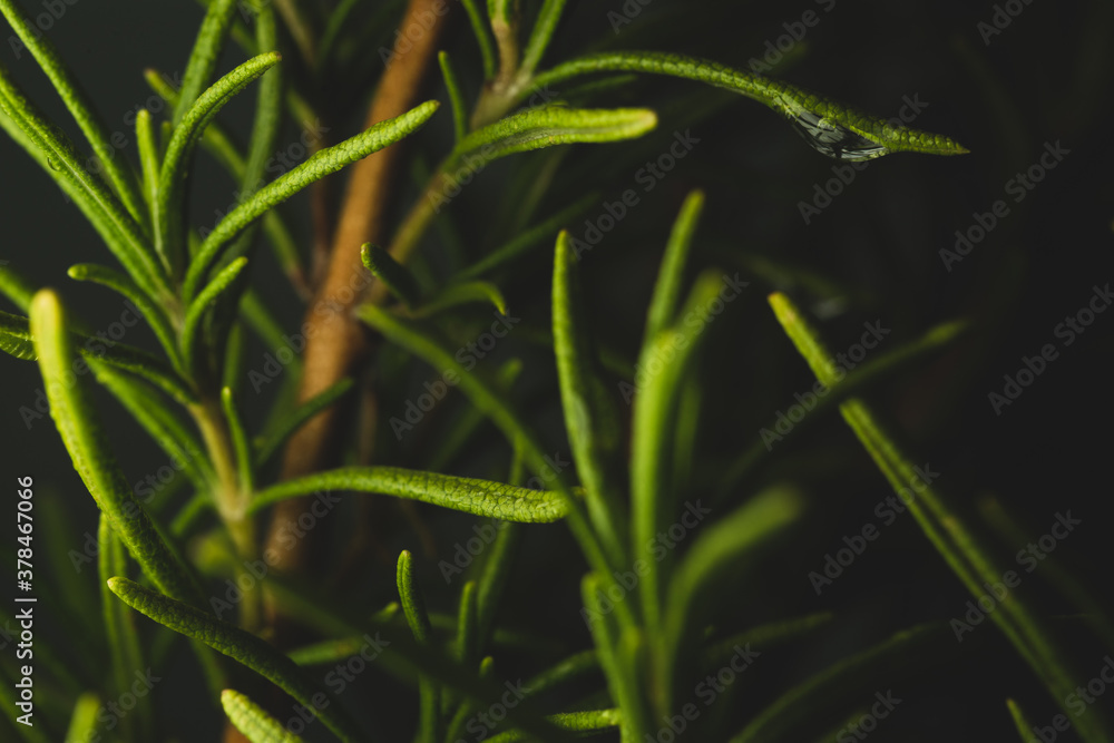 Macro close up portrait of rosemary plant leave , studio lighting, selective focus Macro close up portrait of rosemary plant leave , studio lighting, selective focus
