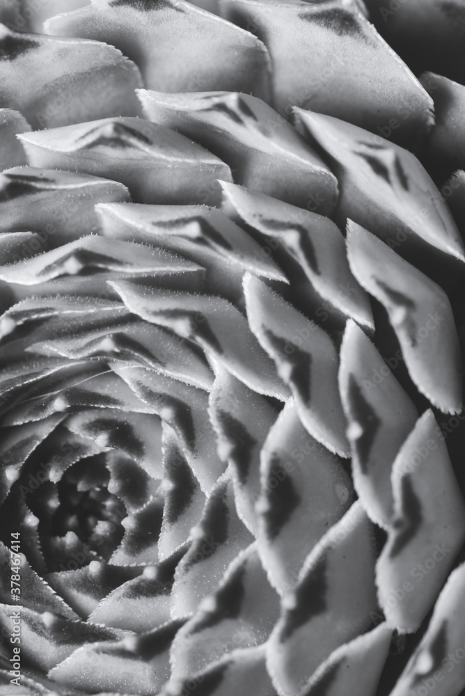 Obraz premium Abstract Macro close up portrait of succulent plant , studio lighting, selective focus