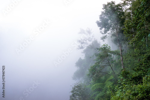 Foggy landscape with green trees © Anom Harya