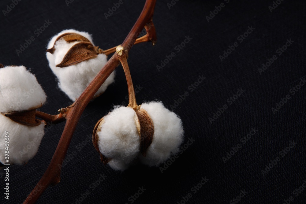 Cotton plant flower isolated Cotton plant flower isolated
