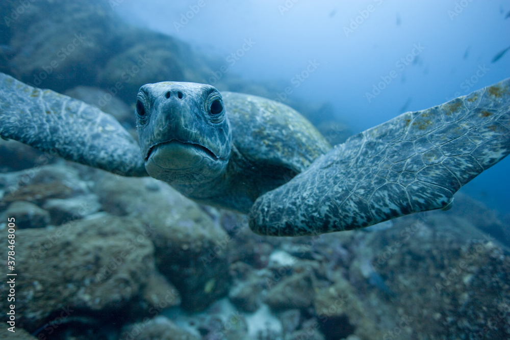 Fototapeta premium Pacific Sea Turtle, Galapagos Islands, Ecuador