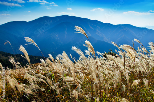 ススキの葛城高原からの金剛山