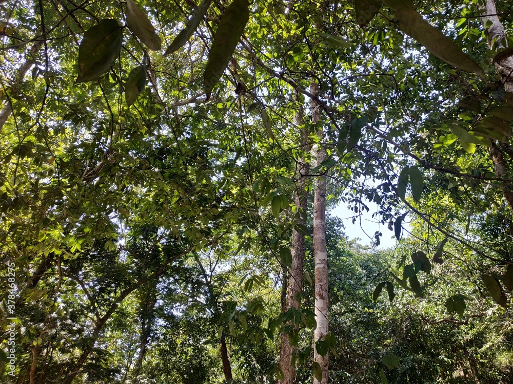 Fototapeta premium Amazon, Brazil