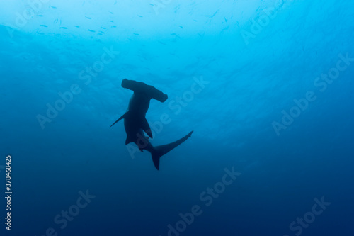 Hammerhead Shark, Galapagos Islands, Ecuador