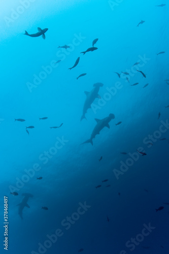 Hammerhead Sharks, Galapagos Islands, Ecuador