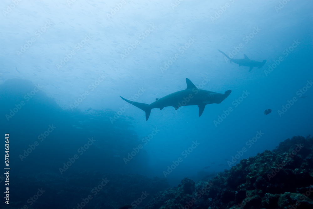 Fototapeta premium Hammerhead Sharks, Galapagos Islands, Ecuador
