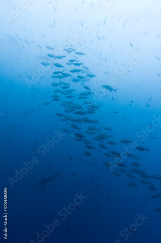 School of Fish and Hammerhead Shark,Galapagos Islands, Ecuador