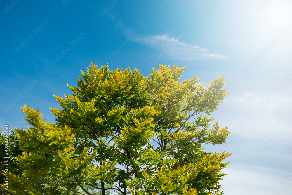 Not trees with beautiful green leaves and a bright sky backdrop, fair lighting. Not trees with beautiful green leaves and a bright sky backdrop, fair lighting.
