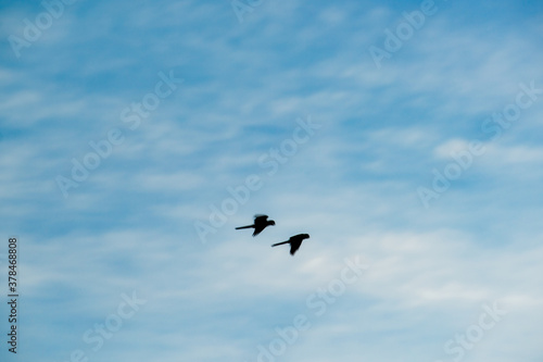 Birds in the Mato Grosso wetland, Pocone, Mato Grosso, Brazil on June 14, 2015. © Cacio Murilo