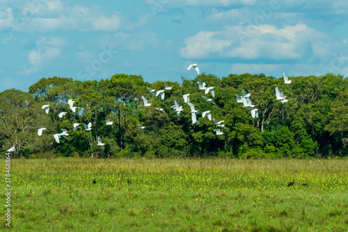 Birds in the Mato Grosso wetland  Pocone  Mato Grosso  Brazil on June 14  2015.