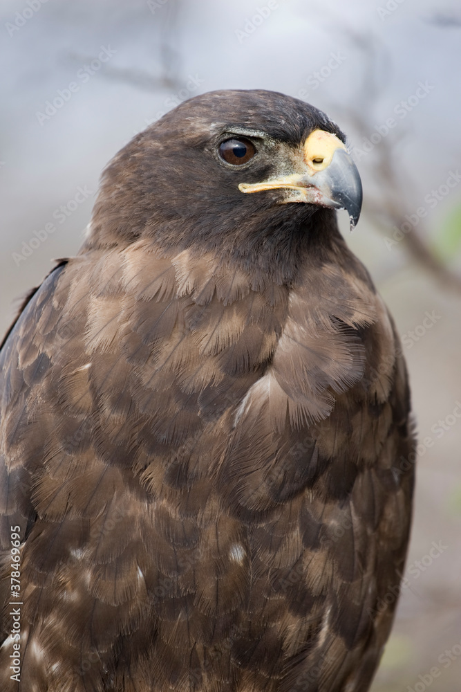 Galapagos Hawk, Galapagos Islands, Ecuador Galapagos Hawk, Galapagos Islands, Ecuador