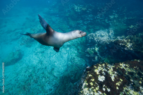 Galapagos Sea Lion, Galapagos Islands, Ecuador