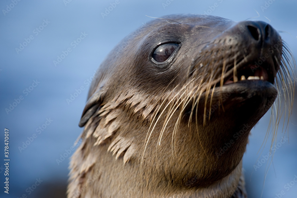 Fototapeta premium Galapagos Sea Lion Pup, Galapagos Islands, Ecuador