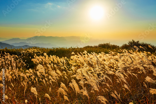 輝く葛城高原のススキ