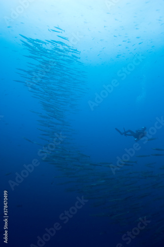 Scuba Diving and Schooling Fish, Galapagos Islands, Ecuador © Paul