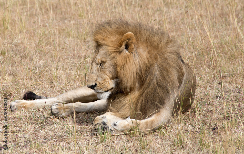 A Male Lion  (panthers leo) resting in the Serengeti, Tanzania.
