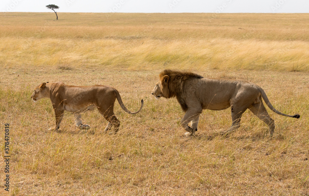 Lion And Lioness (panthers leo) walking in the Serengeti, Tanzania. Lion And Lioness (panthers leo) walking in the Serengeti, Tanzania.