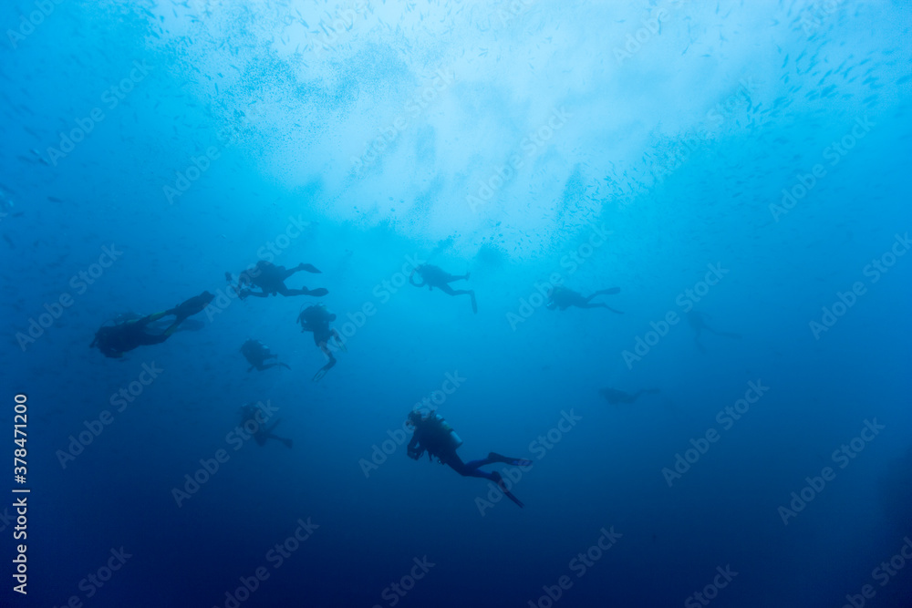 Fototapeta premium Scuba Divers and Schooling Fish, Galapagos Islands, Ecuador