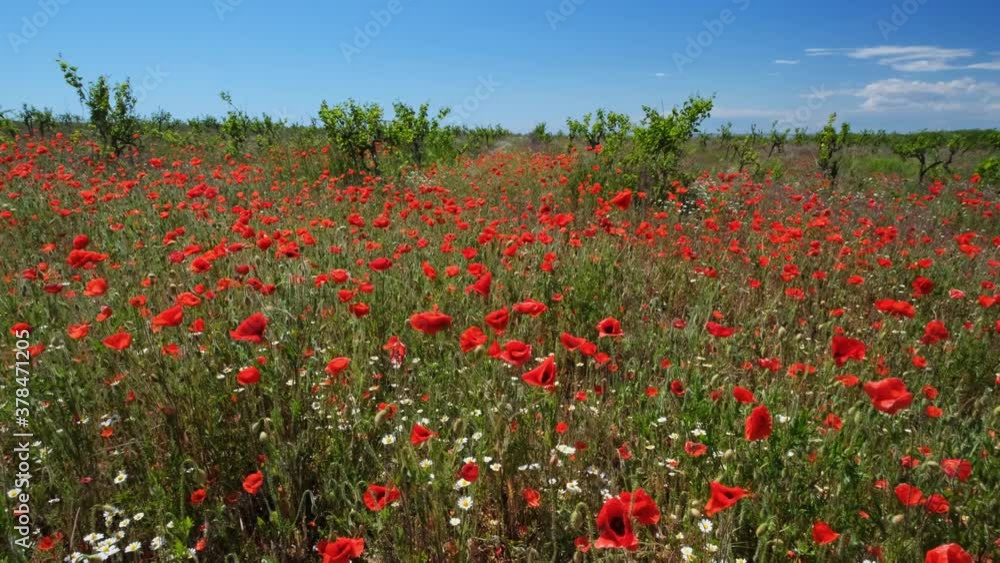 Red poppies flowers in old abandoned vineyard, 4k Red poppies flowers in old abandoned vineyard, 4k