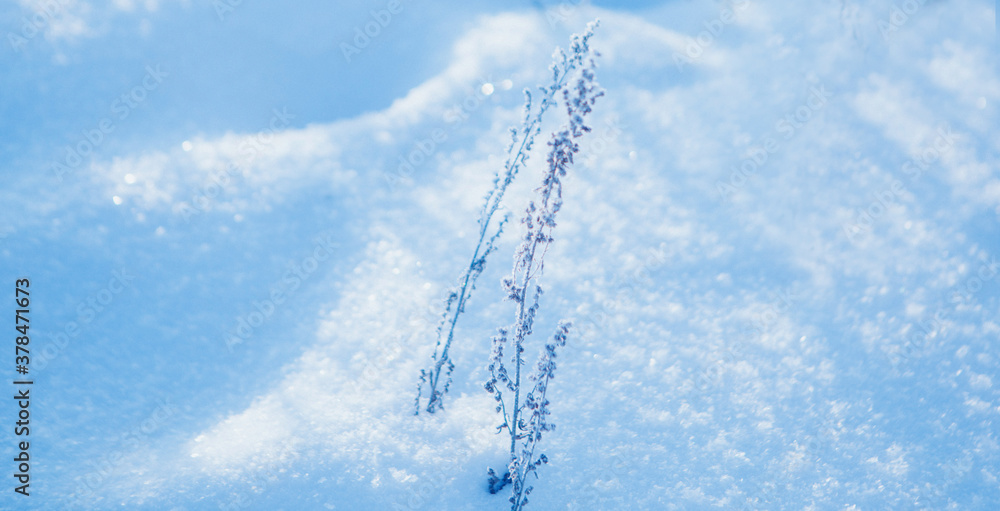 frozen grass close-up. the frost on the plants. winter landscape: the snow on the nature. Fog background, Wild flowers and dry grass covered with snow frozen grass close-up. the frost on the plants. winter landscape: the snow on the nature. Fog background, Wild flowers and dry grass covered with snow