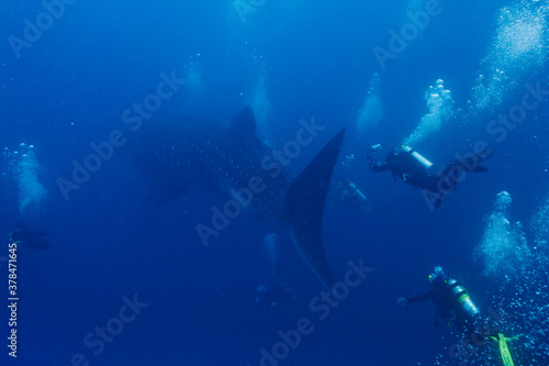 Scuba Divers Pursue Whale Shark, Galapagos Islands, Ecuador