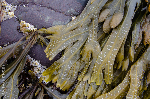 Seaweed and barnacles on rock