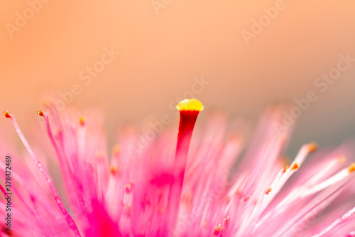 A pink Silver Princess Eucalyptus flower 