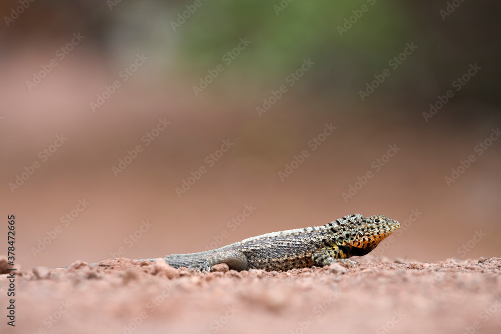 Obraz premium Lava Lizard, Galapagos Islands, Ecuador
