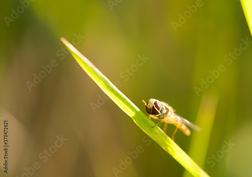 muszka owocowa Drosophila melanogaster, w ujeciu makro na tle rozmytej łąki