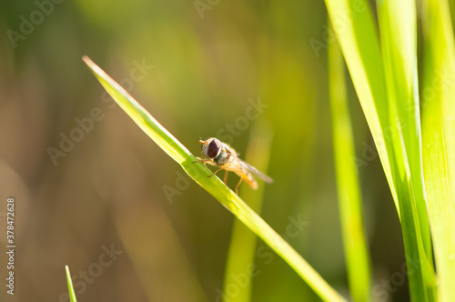 muszka owocowa Drosophila melanogaster, w ujeciu makro na tle rozmytej łąki photo